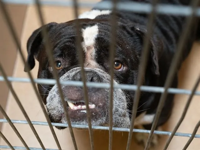 An adult large-sized male English Bulldog dog named Biggie for adoption in Martinez, CA