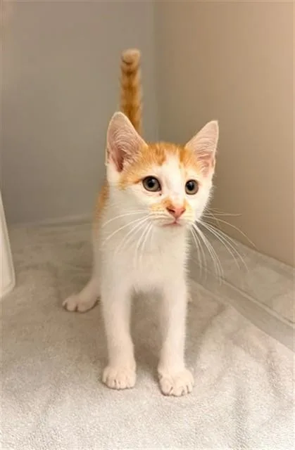 A baby medium-sized male Domestic Short Hair cat named Cherrio for adoption in Statesville, NC