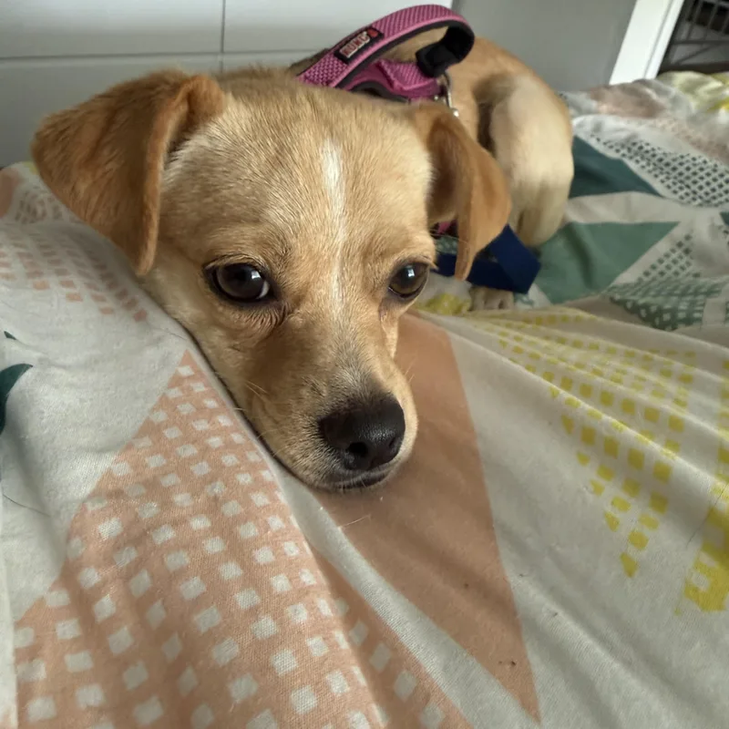 Lady