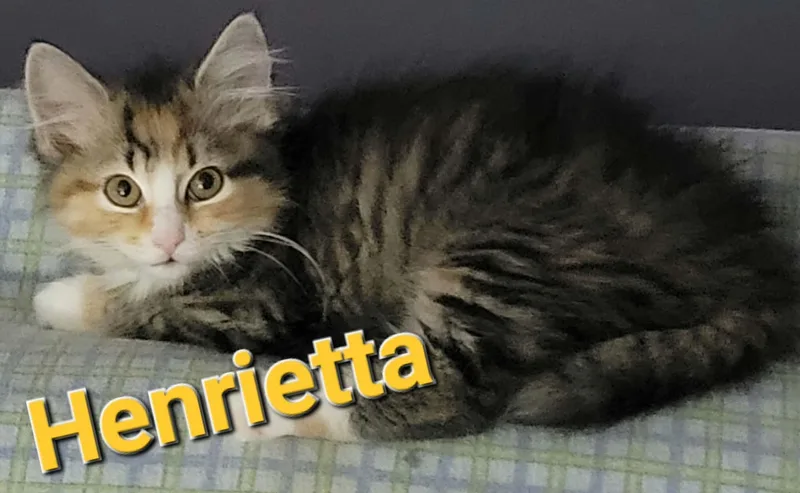 A baby small-sized female Domestic Long Hair cat named Henrietta for adoption in Bellmawr, NJ