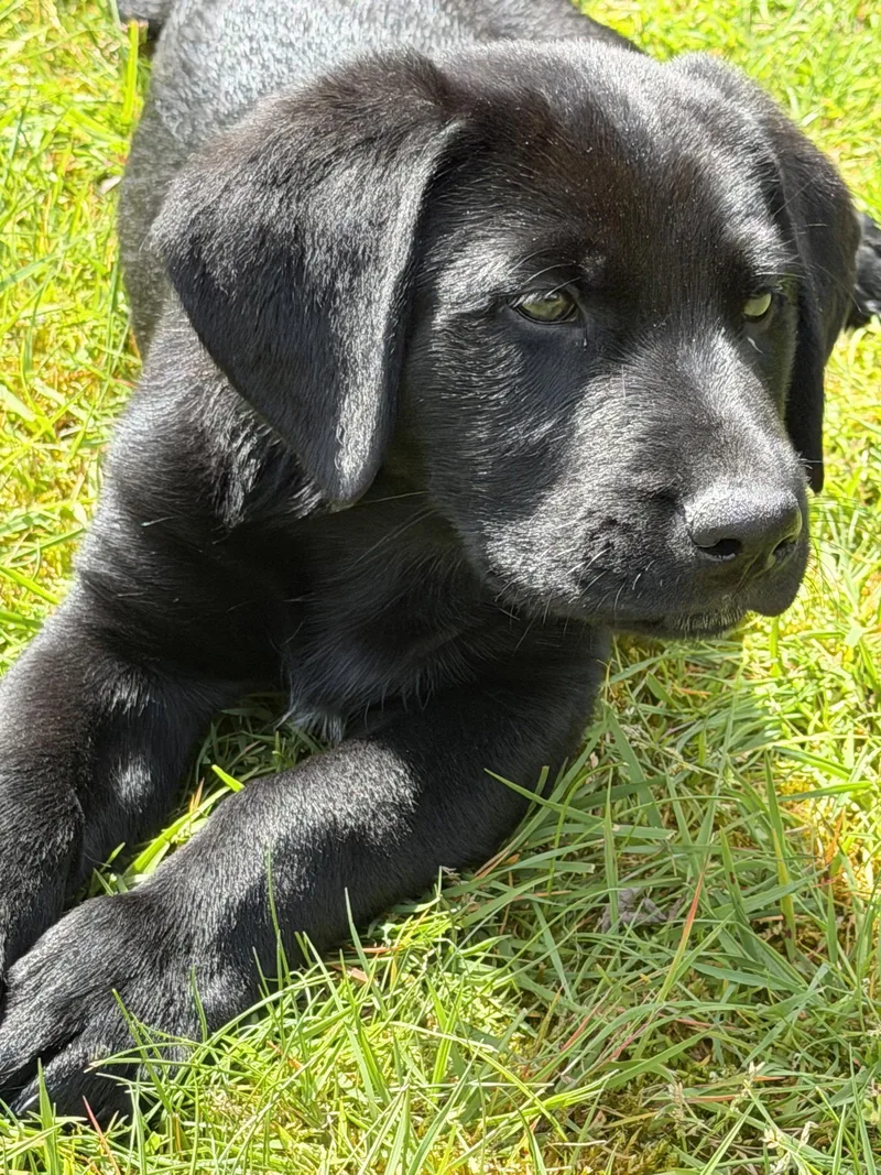 A baby large-sized male Labrador Retriever dog named Bodie for adoption in Seattle, WA