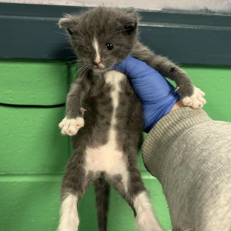 A baby small-sized female Gray / Blue / Silver Domestic Short Hair cat named Lagoon for adoption in Philadelphia, PA