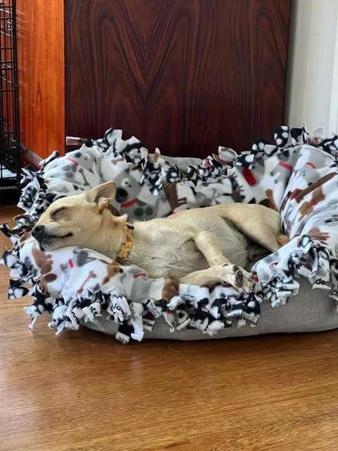An adult small-sized male Yellow / Tan / Blond / Fawn Chihuahua dog named Waldo for adoption in Lafayette, CA