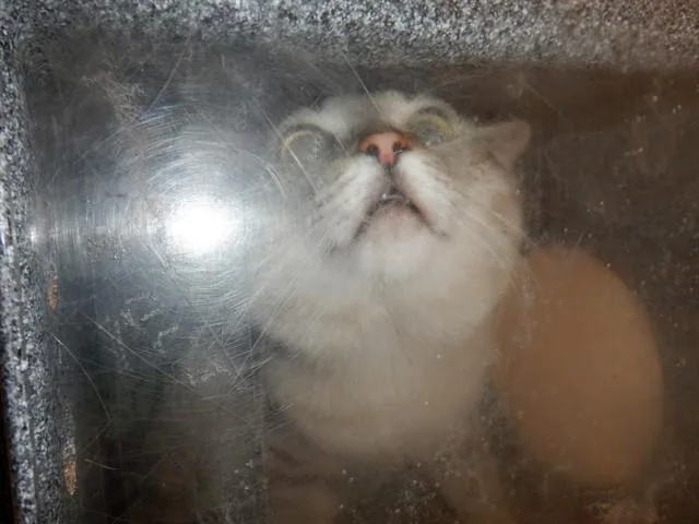A young medium-sized male Domestic Short Hair cat named Loki for adoption in San Jose, CA