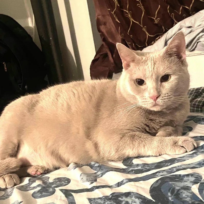 An adult medium-sized female Buff / Tan / Fawn Domestic Short Hair cat named Olvina for adoption in Bronx, NY