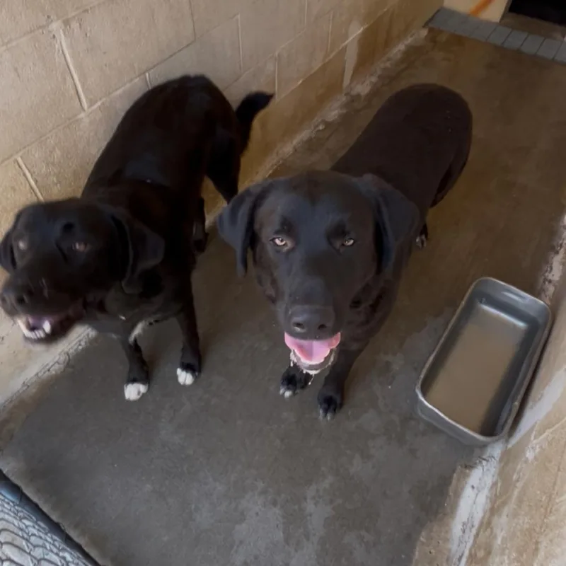 An adult small-sized male Black Labrador Retriever dog named Andy for adoption in Blairsville, GA