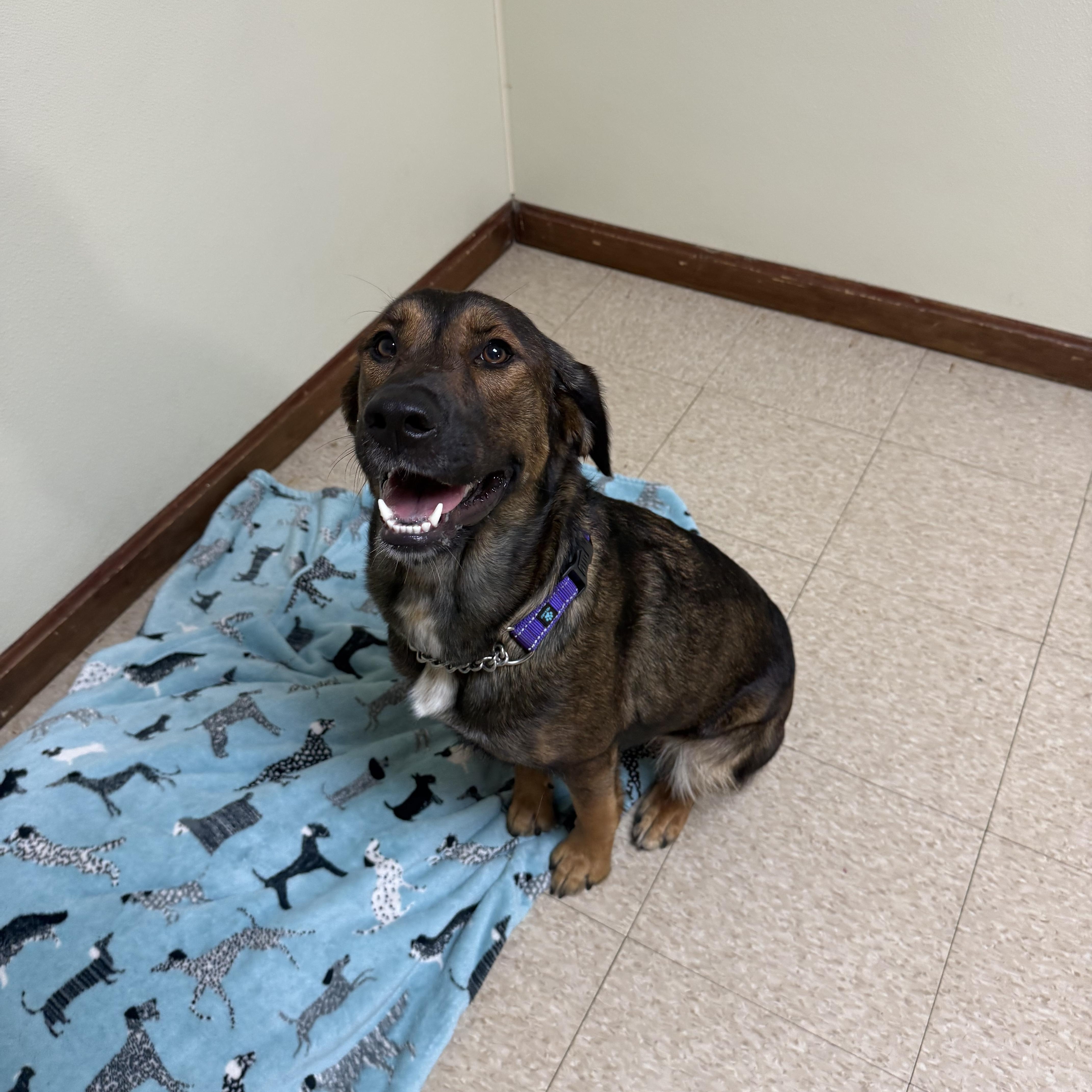An adult medium-sized female Bicolor Shepherd dog named Rosie for adoption in Douglas, MA