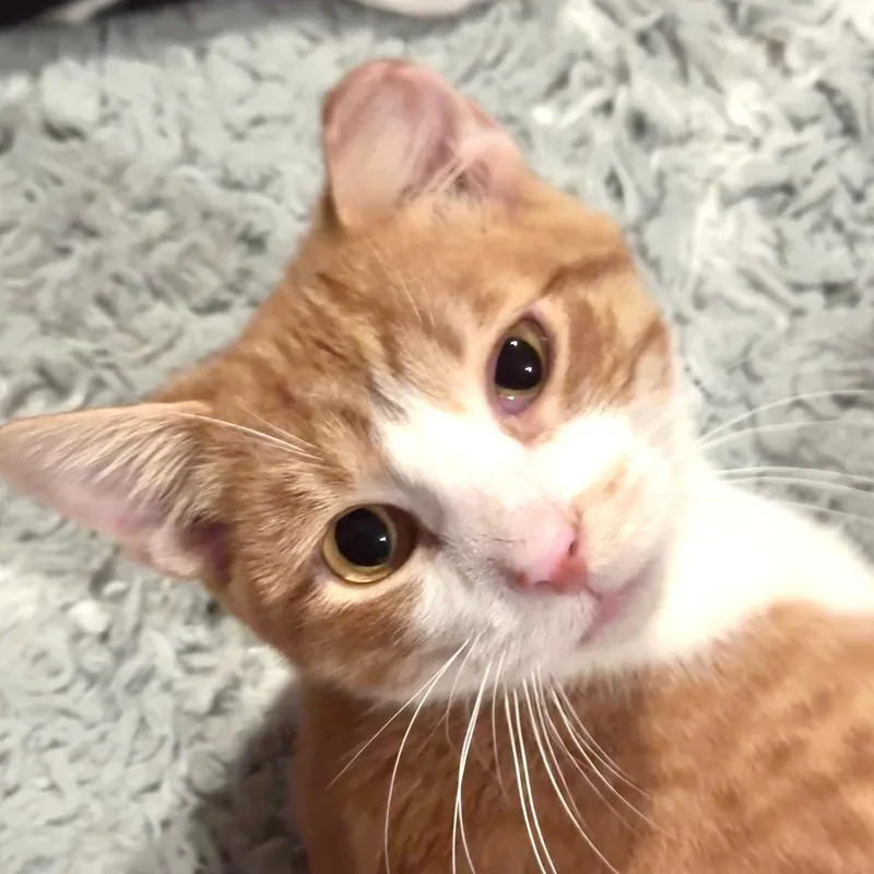 A young medium-sized male Orange & White Domestic Short Hair cat named Benny for adoption in Sedalia, MO