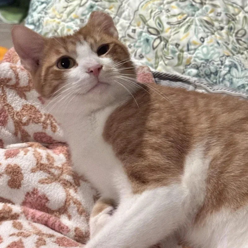 Benny thumbnail 2
