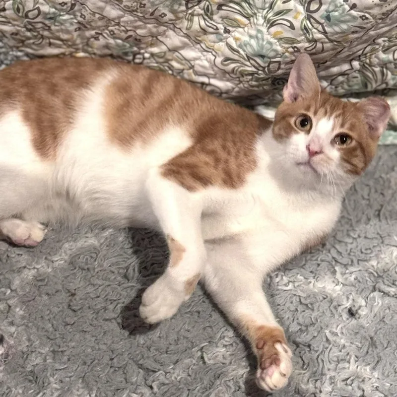 Benny thumbnail 3