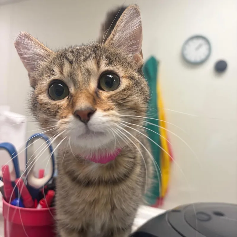 A baby small-sized female Brown / Chocolate Domestic Short Hair cat named 10-4 for adoption in Pekin, IL