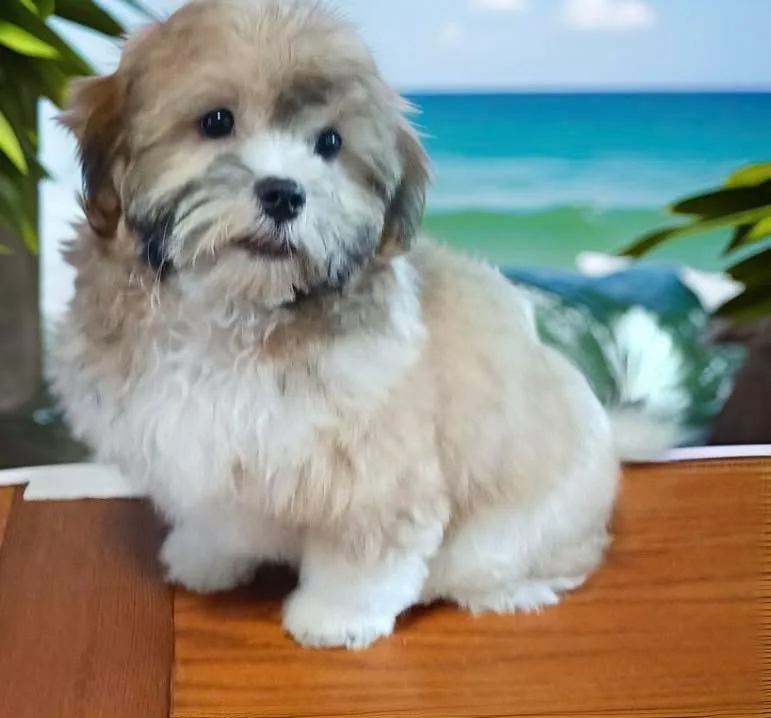 A baby small-sized male White / Cream Shih Tzu dog named Moose for adoption in Bronx, NY