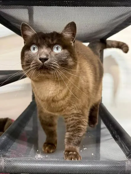 An adult medium-sized male Siamese cat named Duncan for adoption in Madison, WI