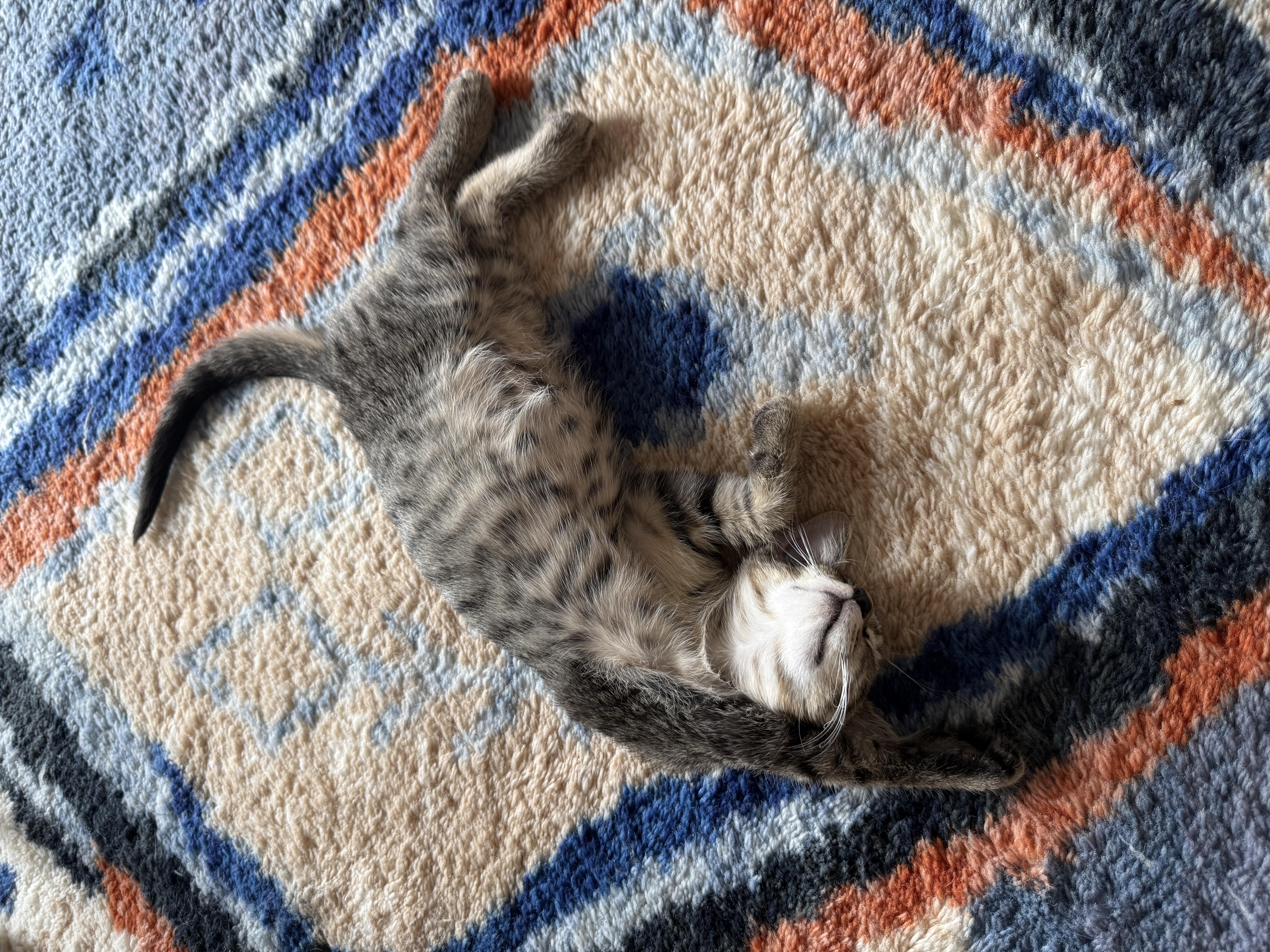 A baby medium-sized male Tabby (Brown / Chocolate) Domestic Short Hair cat named Matey for adoption in Brooklyn, NY