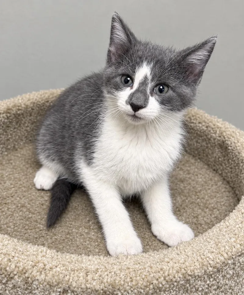 A baby medium-sized male Domestic Short Hair cat named Edison for adoption in Pickerington, OH