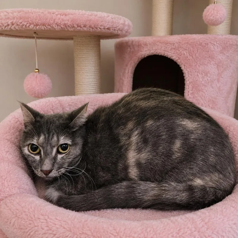 An adult medium-sized female Domestic Short Hair cat named Ruby for adoption in Dallas, TX