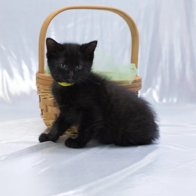 A baby small-sized male Black Domestic Short Hair cat named Royc for adoption in East Saint Louis, IL