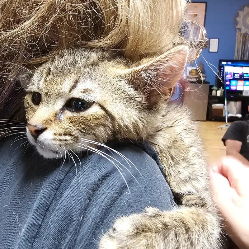 A baby small-sized male Domestic Short Hair cat named Lucas for adoption in Ringtown, PA