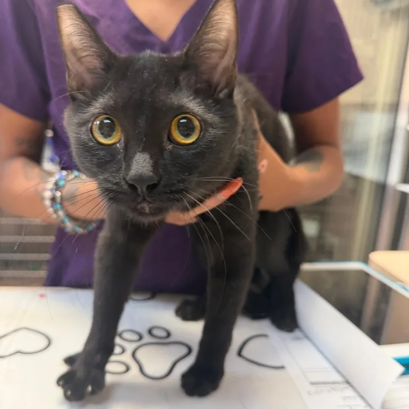 A baby small-sized female Black Domestic Short Hair cat named Lavinia for adoption in Las Vegas, NV