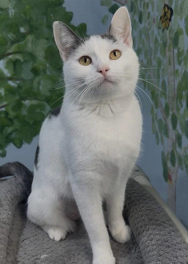 A young medium-sized female Domestic Short Hair cat named Banana Fairy for adoption in Colorado Springs, CO
