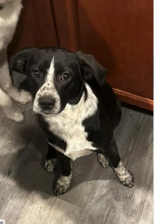 A young medium-sized male White / Cream Pointer dog named Dean for adoption in Plainfield, IL