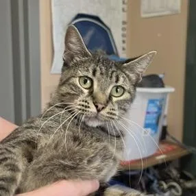 An adult medium-sized female Brown / Chocolate Domestic Short Hair cat named Lydia for adoption in Downers Grove, IL