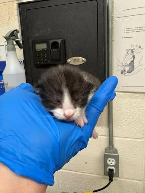 A baby medium-sized male Black Domestic Short Hair cat named Vaermina for adoption in Fruit Heights, UT