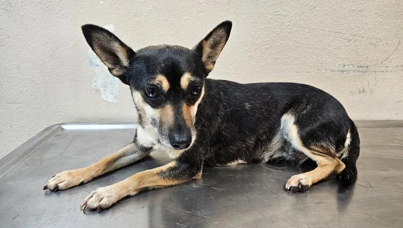 An adult medium-sized female Chihuahua dog named Laila for adoption in Mocksville, NC