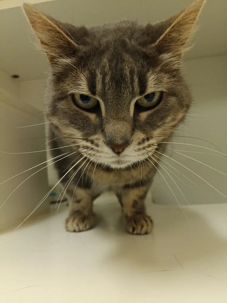 A senior medium-sized female Domestic Long Hair cat named Cat Condo  Static for adoption in Greenville, TX