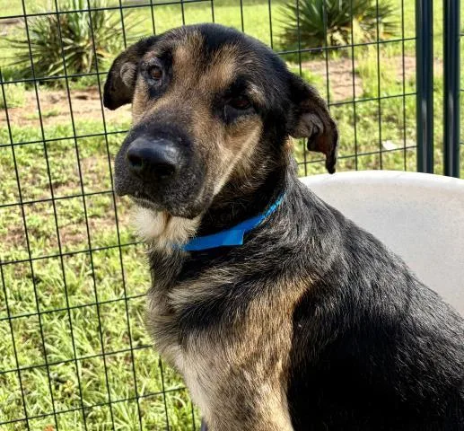 An adult large-sized male Mixed Breed dog named Guinness for adoption in Pensacola, FL