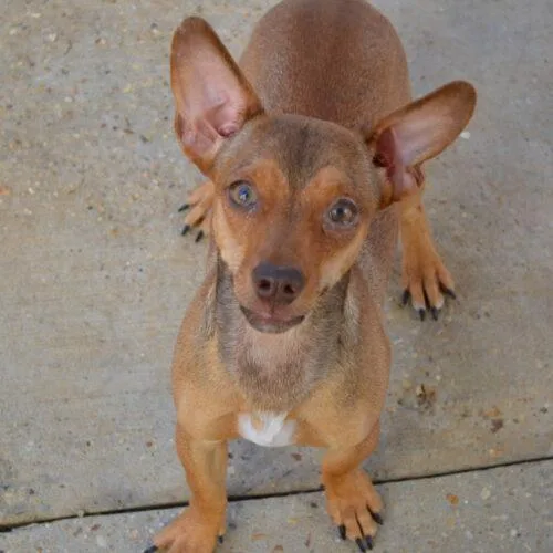 A baby small-sized female Red / Chestnut / Orange Chihuahua dog named Cherry for adoption in Jackson, LA