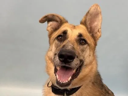 An adult large-sized female German Shepherd Dog dog named Leia for adoption in Golden Valley, MN