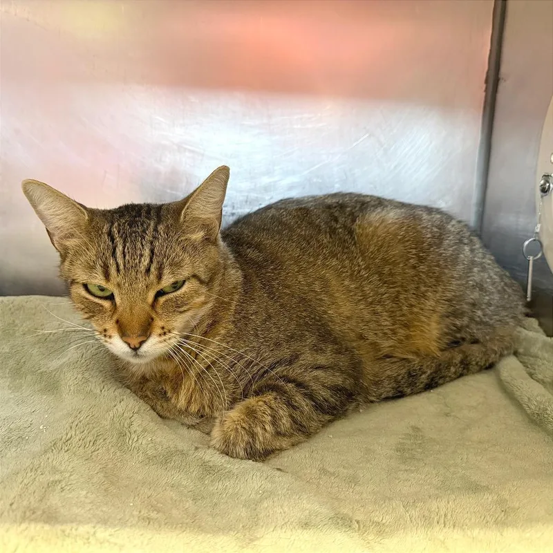 An adult large-sized male Brown / Chocolate Domestic Short Hair cat named Querying Cutie for adoption in Austin, TX