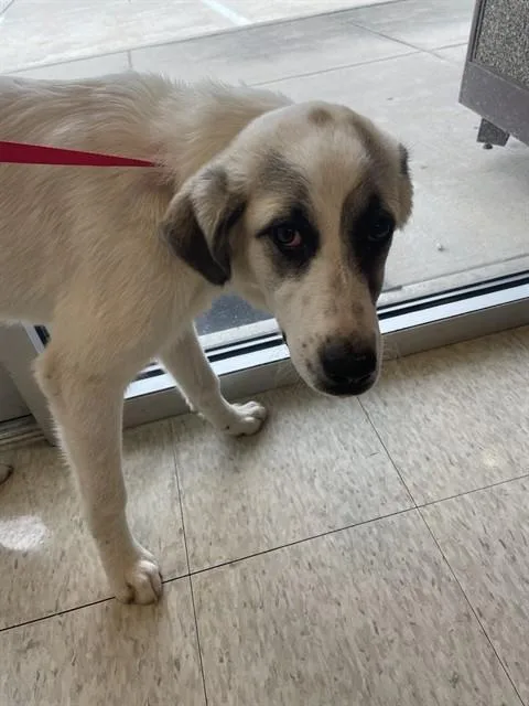 A young large-sized female Great Pyrenees dog named Sheba A for adoption in Plano, TX