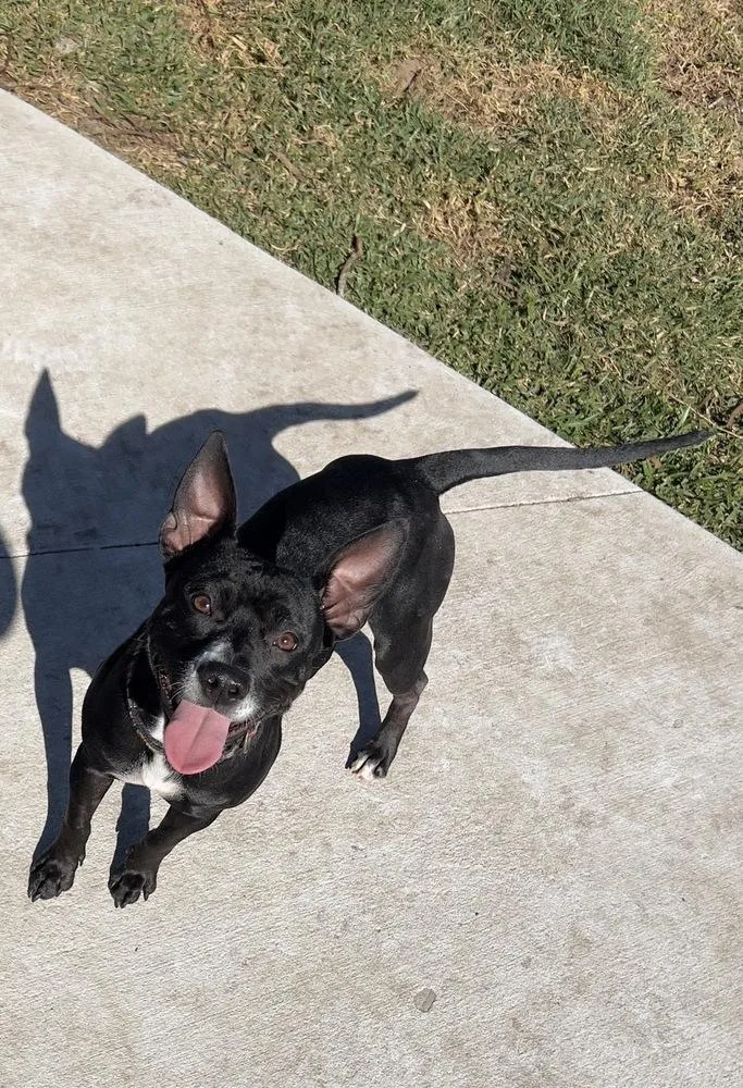 A young medium-sized female Tricolor (Brown, Black, & White) Terrier dog named Little Bit for adoption in Lakeland, FL