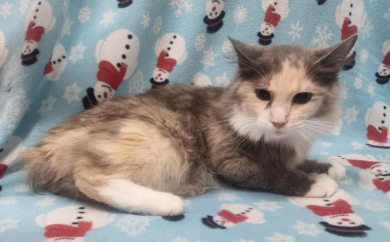 An adult small-sized female Domestic Medium Hair cat named Scarlet for adoption in Wetumpka, AL