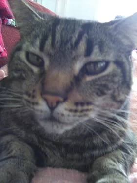 An adult small-sized male Domestic Short Hair cat named Rhubarb for adoption in Seattle, WA