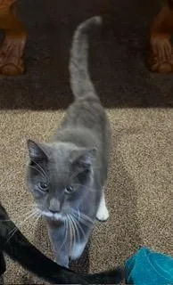 An adult medium-sized male Domestic Long Hair cat named Milkshake for adoption in Parkville, MD