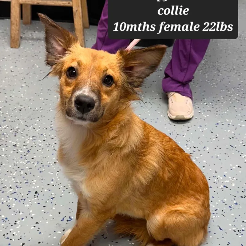 A young small-sized female Collie dog named Rempy for adoption in New Tazewell, TN