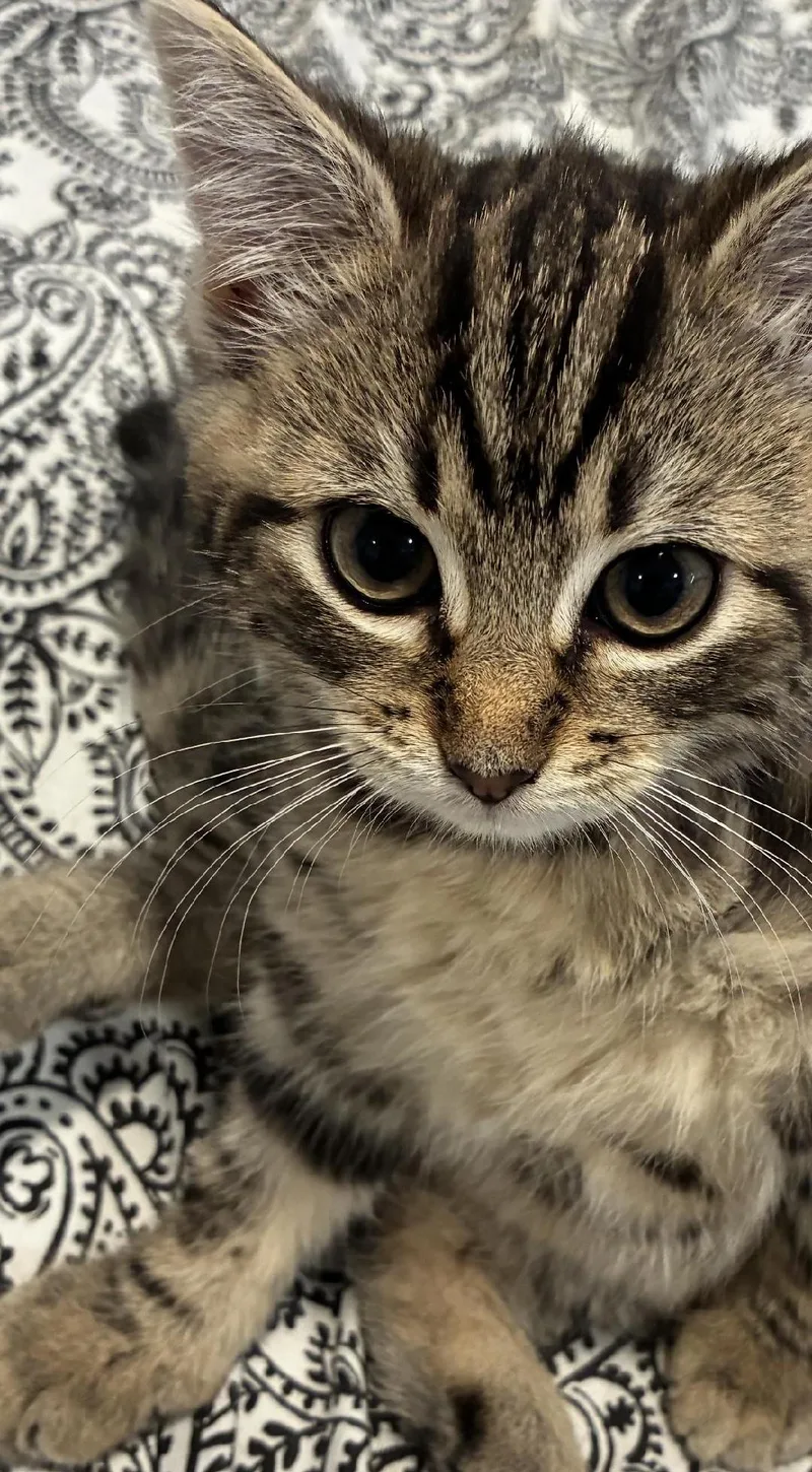A baby medium-sized male Domestic Medium Hair cat named Pj for adoption in East Brunswick, NJ