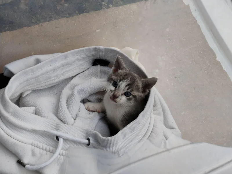 Bluebelle  The Loveable thumbnail 2