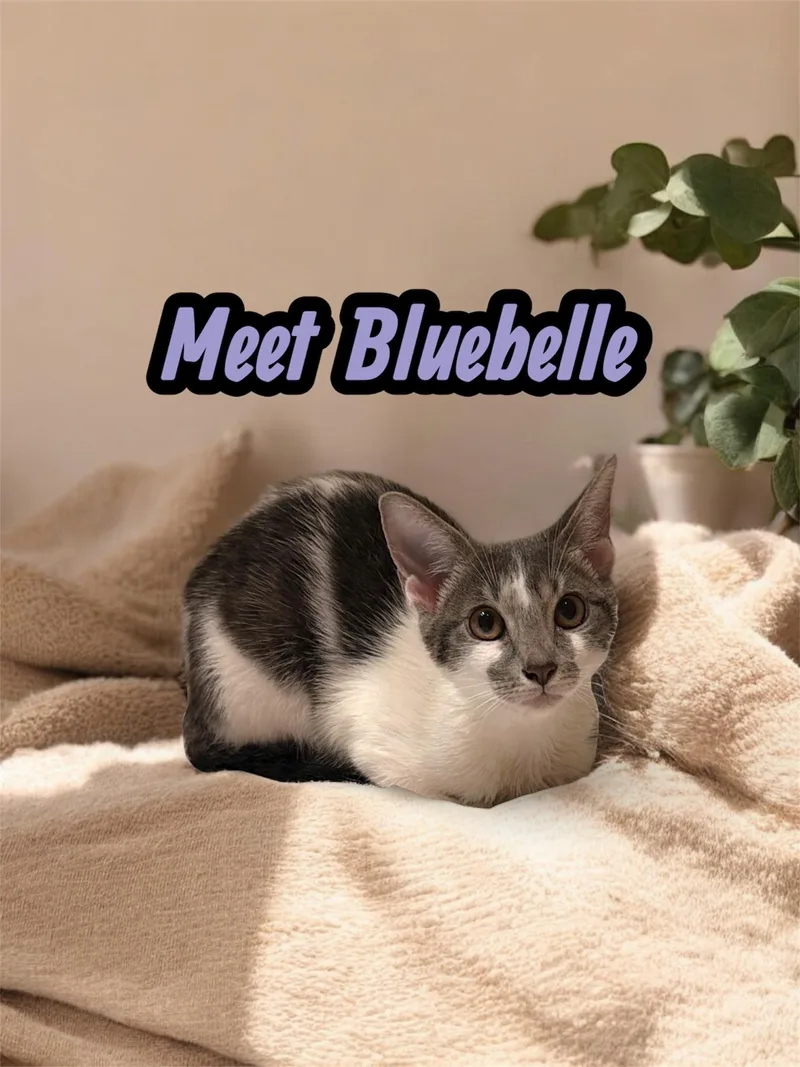 Bluebelle  The Loveable