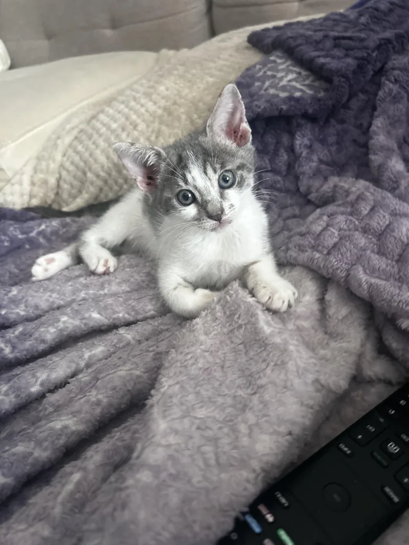 Bluebelle  The Loveable thumbnail 4