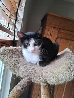 A baby small-sized male Black & White / Tuxedo Domestic Short Hair cat named Skunky Pooh for adoption in Fishers, IN