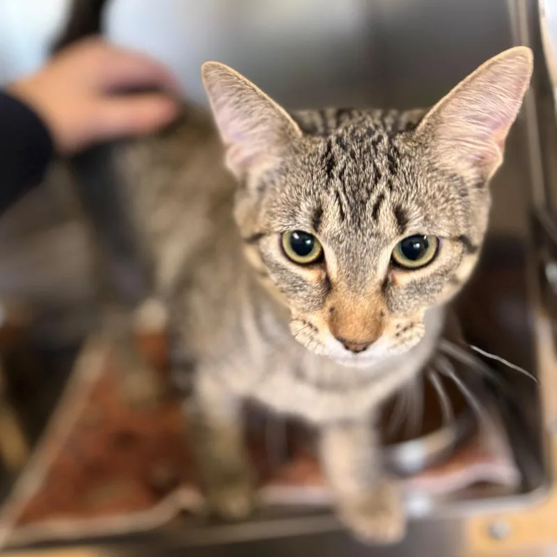 A baby small-sized female Brown / Chocolate Siamese cat named Ruby for adoption in Chehalis, WA