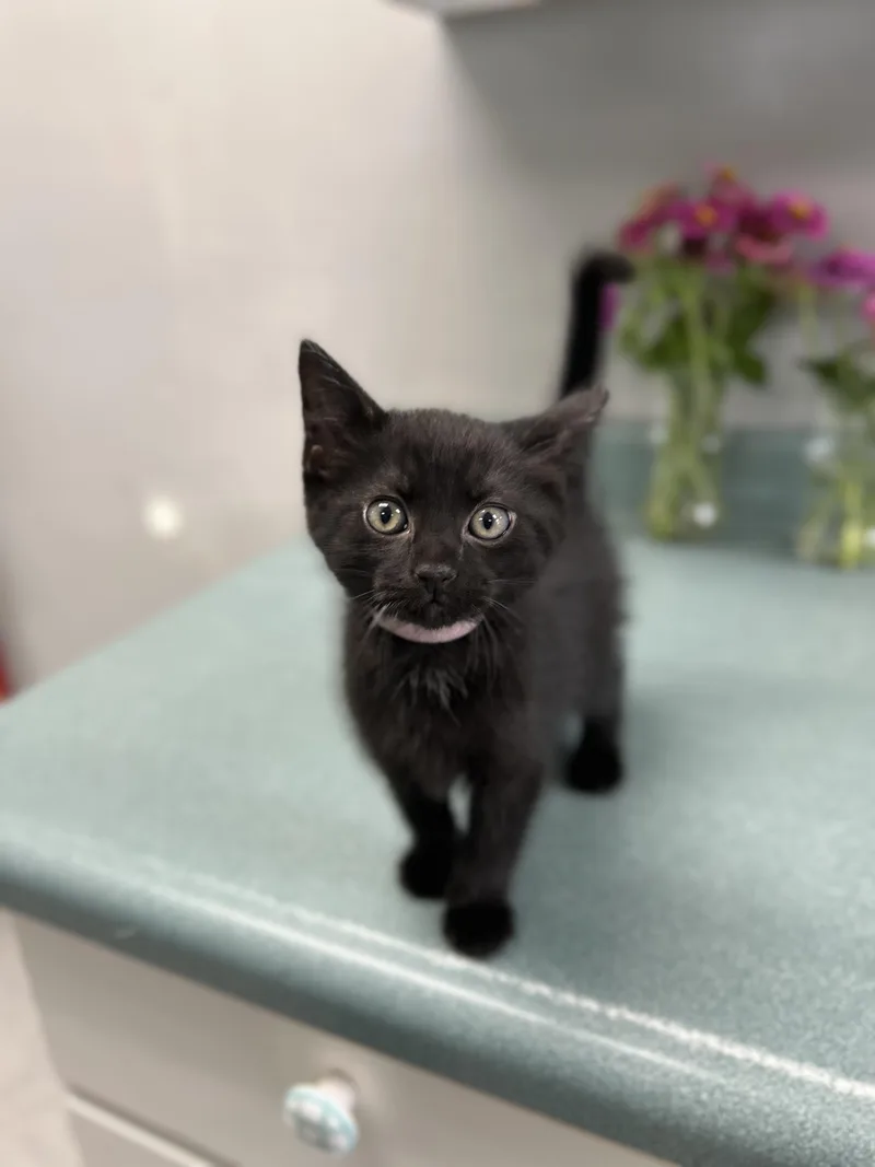 A baby medium-sized female Black Domestic Short Hair cat named Patches for adoption in Bardstown, KY