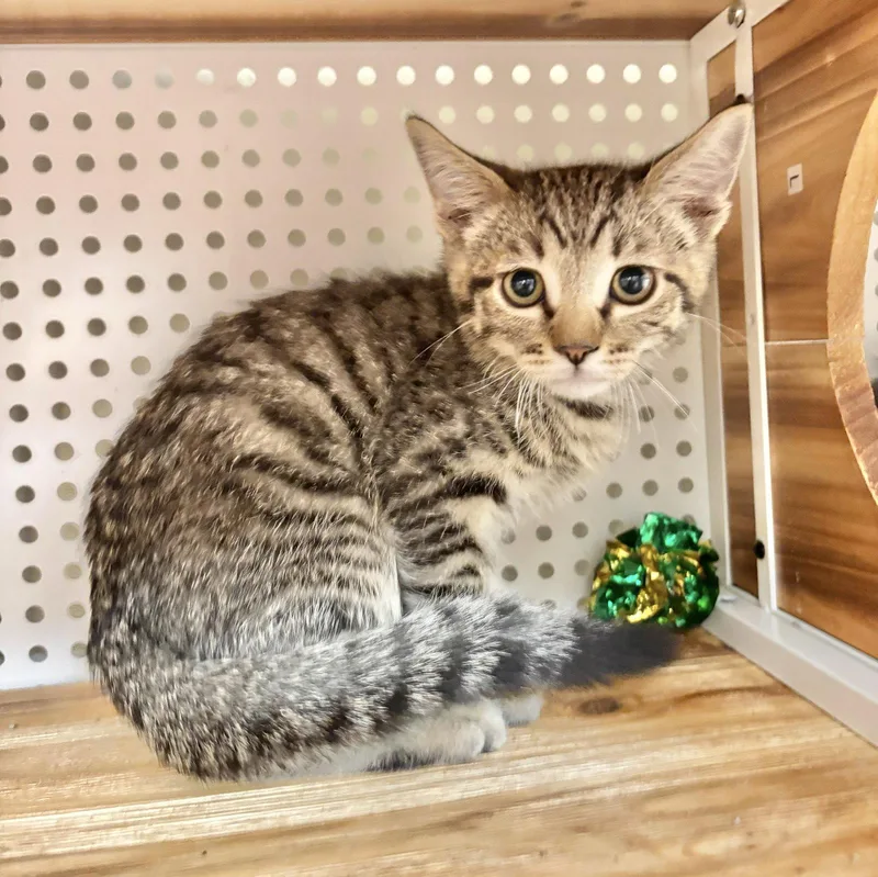 A baby small-sized male Domestic Short Hair cat named Drogon for adoption in Mission Viejo, CA