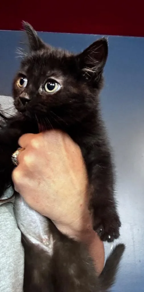 A baby small-sized female Domestic Short Hair cat named Naomi Brea for adoption in Gorham, ME