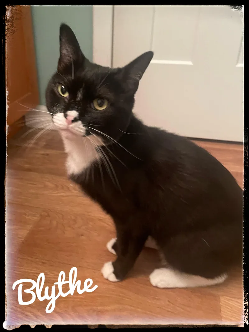 An adult small-sized female Domestic Short Hair cat named Blythe for adoption in El Cajon, CA