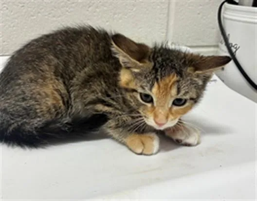 A baby small-sized female Domestic Short Hair cat named Maddie for adoption in Upper Marlboro, MD